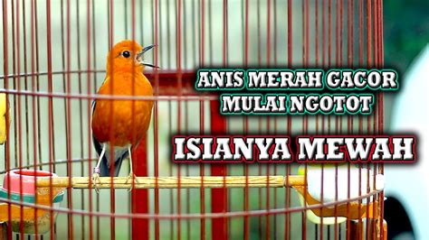 ANIS MERAH GACOR UNTUK PANCINGAN ANIS MERAH LANGSUNG DIRESPON YouTube