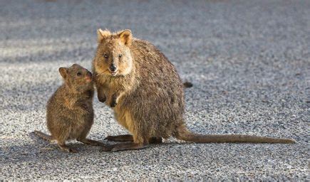 Top 15 Quokka Facts - Diet, Habitat, Survival & More - Facts.net