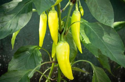 25 Best Types Of Pepper Plants To Grow In A Vegetable Garden