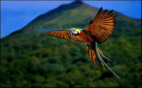 Flying Macaw Wallpaper photo and wallpaper. All Flying Macaw Wallpaper ...