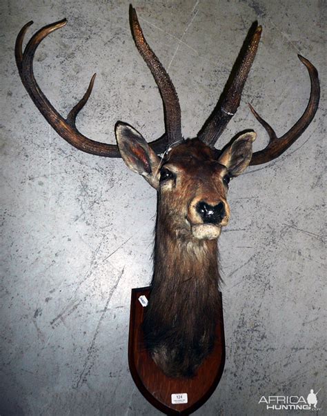 The Sangai (Cervus eldi eldi), Indian Bow-Antlered Deer from Southeast Asia | AfricaHunting.com