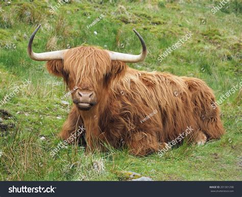 Highland Cattle Lying Down Grass Western Stock Photo 201301298