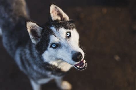 Cacciatrice Uccide Un Cane Credendolo Un Lupo E Si Vanta Sui Social