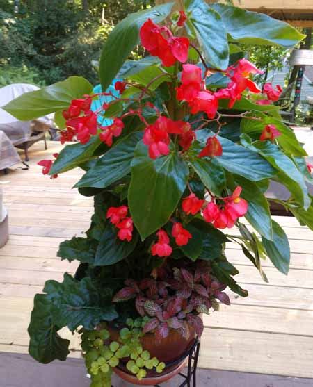 How To Over Winter Begonias For Long Lasting Beauty