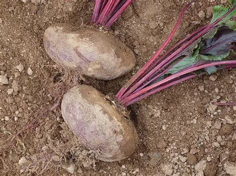 Tubercules Et L Gumes Racines Au Potager Page