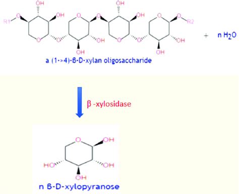 Hydrolysis Of Xylan Oligosaccharide To Xylopyranose By Xylosidase