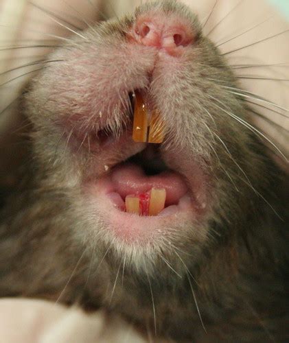 Helping A Rodent Mouth Cuyahoga Falls Veterinary Clinic