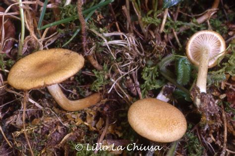 Inocybe Dulcamara Benvenuti Su Gmvmonza Vittadini