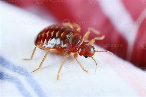 AI Generative A Bed Bug Crawls On Bedding Close Up 32712015 Stock