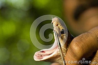 Cobra Fangs Royalty Free Stock Photo - Image: 20569135