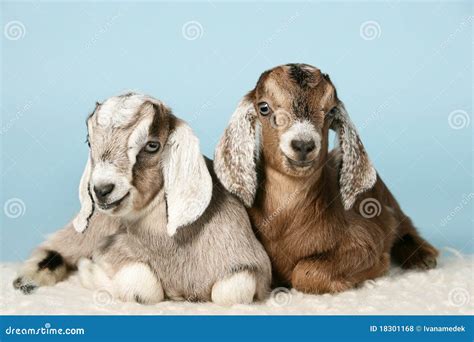 Anglo-nubian Young Goats On Wool Royalty Free Stock Photos - Image ...