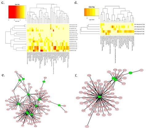 Ijms Free Full Text Integrative Analyses Of Mirna Mrna Interactions Reveal Let 7b Mir 128