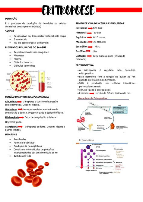 Solution Hematologia Eritropoese Studypool