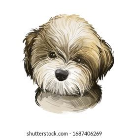 Goldendoodle Dog Cross Breed Golden Retriever Stock Illustration 1687406269 | Shutterstock