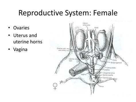 Male Pig Reproductive System Diagram