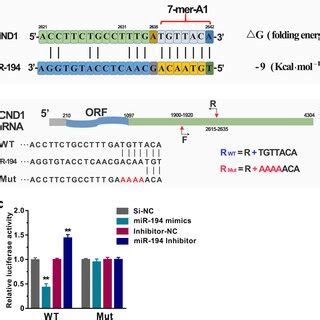 The Ccnd Gene Was A Target Gene Of Mir In Gc A The Binding Mode