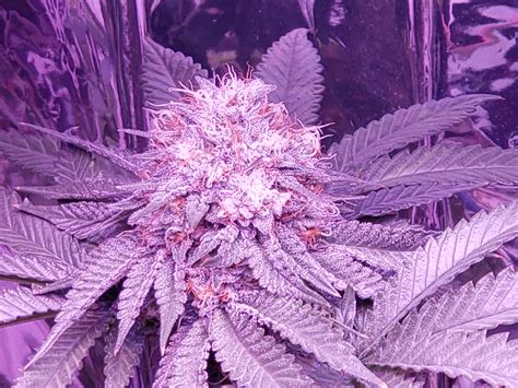 Pink Kush Week 6 Of Flower Rcannabiscultivation