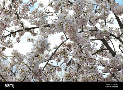 Japanese Sakura Tree Stock Photo - Alamy