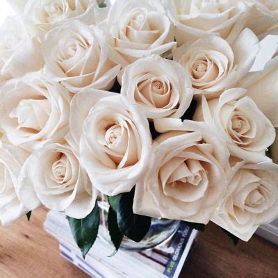 White Roses Pictures, Photos, and Images for Facebook, Tumblr ...