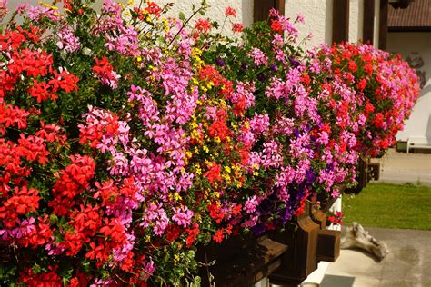 Uprawa pelargonii z nasion Poradnik ogrodnika fachowe wskazówki i