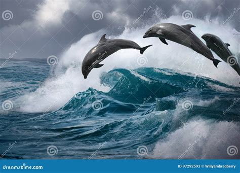 Three Beautiful Dolphins Jumping From Ocean Wave Stock Image Image Of