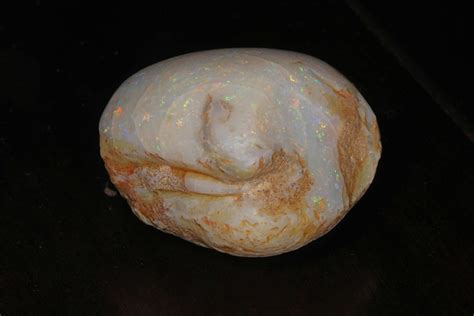 Fossilized in Opal: A Look Into The Unique Formation of Opalized Fossils - Rock Seeker