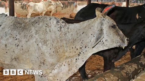 Lumpy Skin Disease Viral Cattle Disease Sends Rumours Flying In India