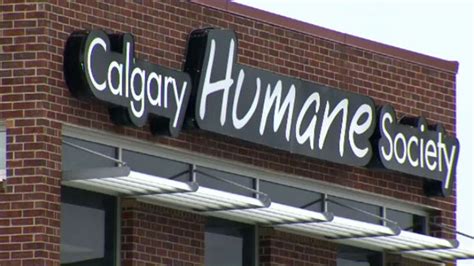 Calgary Humane Society adjusts adoption process during COVID-19 ...