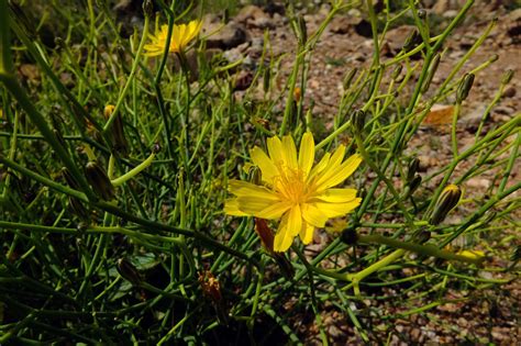 Launaea Arborescens Asteraceae Image At Phytoimages Siu Edu