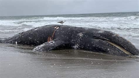 9th dead gray whale found in San Francisco Bay Area this year is cause ...