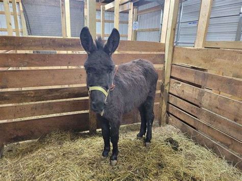 Jack Donkey 11 Months Old Friendly Jack See Description Rogers