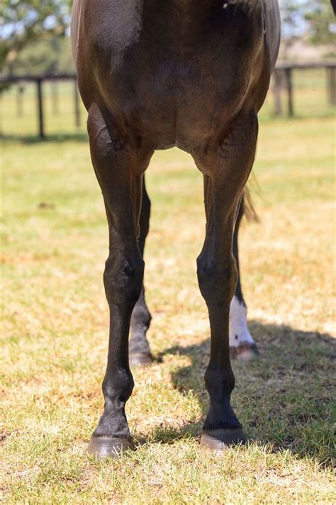 2023 December Online Sale Inglis Digital Online Auctions