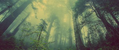 3440x1440 landscape forest trees mist nature, HD Wallpaper | Rare Gallery