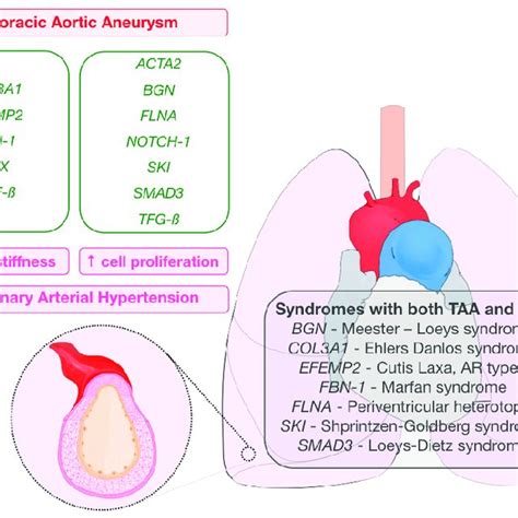 Graphical Abstract Representing Genes Related To Thoracic Aortic