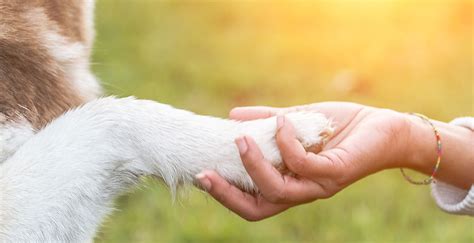 Chemotherapy Quakers Hill Vet Hospital