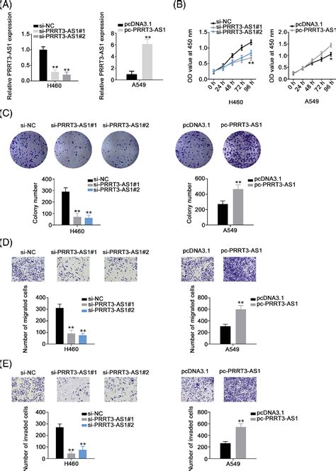 Figure From Lncrna Prrt As Exerts Oncogenic Effects On Nonsmall