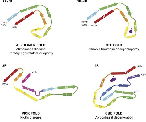 Figure From Cryo Em Structures Of Filaments From Human Brain