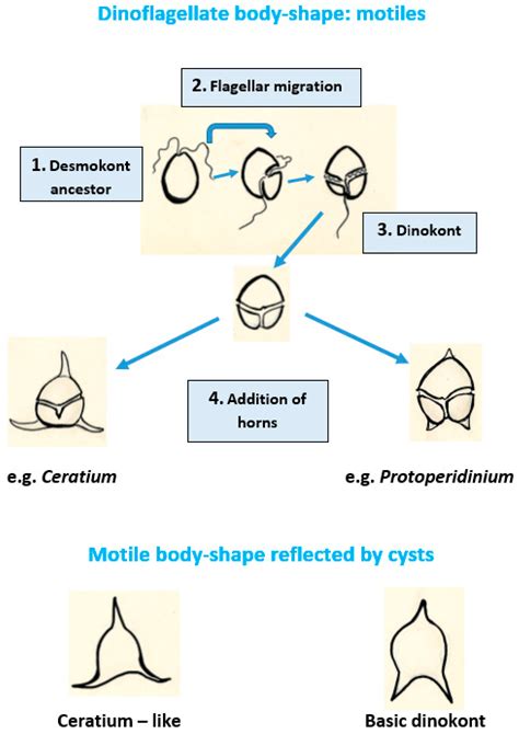 Jmse Free Full Text Paleontological Evidence For Dinoflagellates And Ciliates As Early