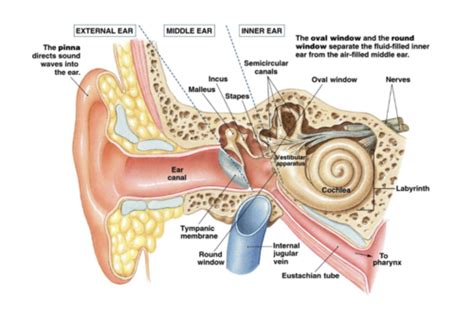 Sense Organs Flashcards Quizlet