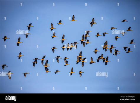 A Flock Of Migratory Birds Flying Over The Sky Of Jahangirnagar