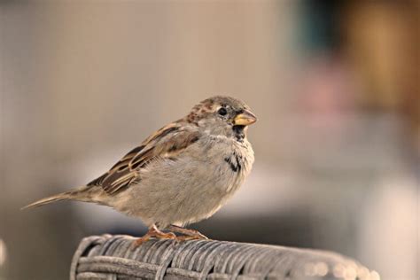 Pine Siskin: Identification, Habitat, Song And Lifespan