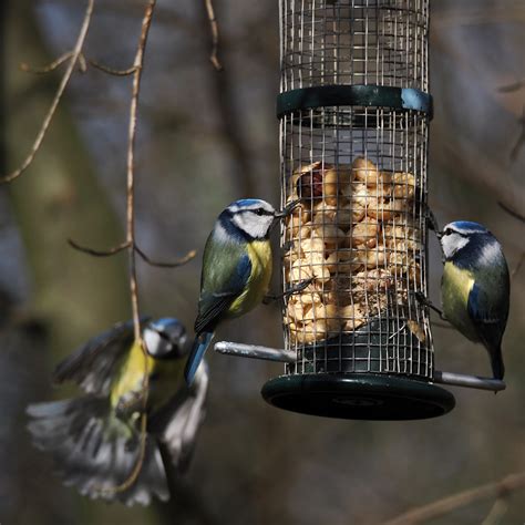 Blaumeisen Foto And Bild Tiere Wildlife Wild Lebende Vögel Bilder Auf Fotocommunity