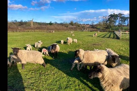 20 Suffolk Cross Breeding Ewes Lambs With Lambs At Foot