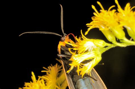 Virginia Ctenucha Moth Ctenucha Virginica Flickr