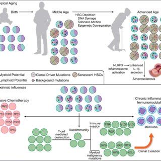 Clonal hematopoiesis in relation to aging and selective pressures. a ...
