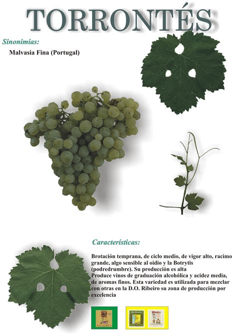 Torrontés Uvas Para Vino Cata De Vinos Vino Tinto Beneficios