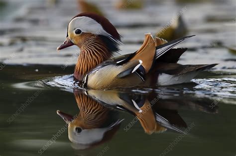 Mandarin duck male - Stock Image - C048/4698 - Science Photo Library