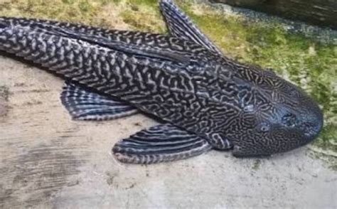 Ikan Sapu Sapu