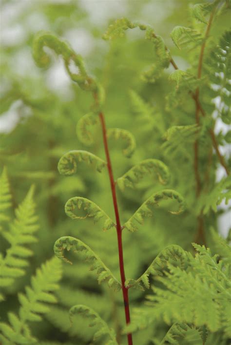 Photo 10119 Athyrium Filix Femina Var Angustum Lady In Red