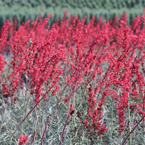 Hesperaloe Parviflora Brakelights Red Yucca From Belmont Nursery